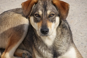 Cassie, leise, sanft und voller Hoffnung