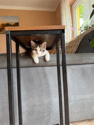 Mischlingskitten