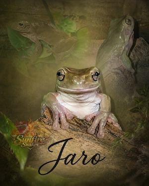 1.0 Korallenfinger-laubfrosch 