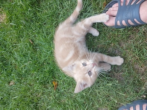 Junge Katzen zu ein Zuhause