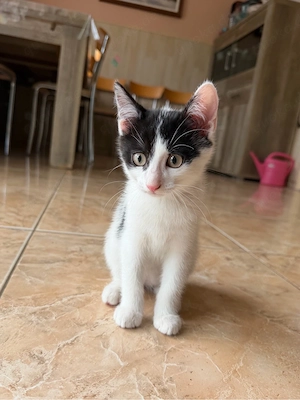 Mischlingskitten