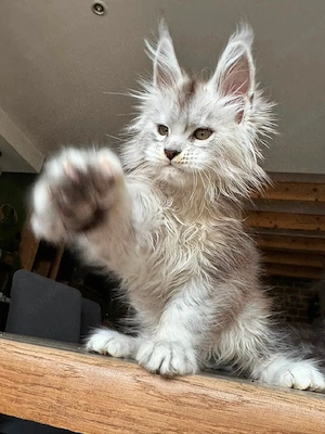    Wunderschöne Maine Coon Kitten suchen bald ihr liebevolles Zuhause   