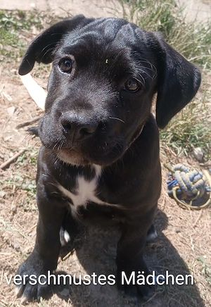 Carne Corso Presa Canario Welpen