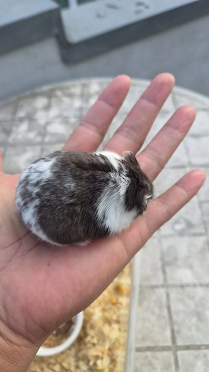 Hamster zu verkaufen 