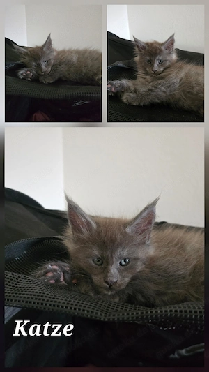 MaineCoon kitten mit Stammbaum 