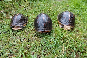 3 Gelbrand-Scharnierschildkröten (1 Männchen, 2 Weibchen)