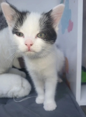 Europäische kurzhaarkatze