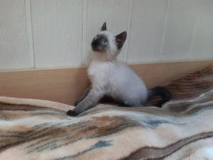 EKH   BKH Mix Kitten ! Sofort zum mitnehmen !! Bild 8
