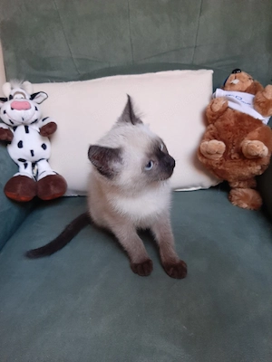 EKH   BKH Mix Kitten ! Sofort zum mitnehmen !! Bild 7