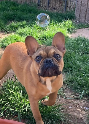 2 jährige französische Bulldogge abzugeben 