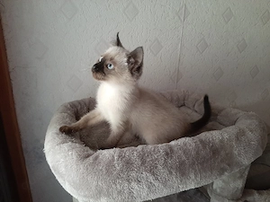 EKH   BKH Mix Kitten ! Sofort zum mitnehmen !! Bild 6