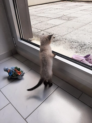EKH   BKH Mix Kitten ! Sofort zum mitnehmen !! Bild 10