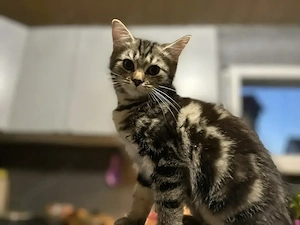 Ausdrucksstarker kleiner Kater im BKH-Typ   neugierig, verspielt und besonders