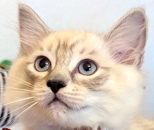 Ragdoll Reinrassing kitten Abgabe ab sofort 