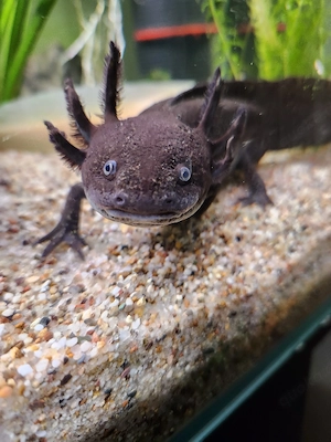 verkaufe 4 Axolotl 
