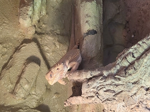 Bartagame 3 Jahre alt weiblich mit terrarium 150 60 60