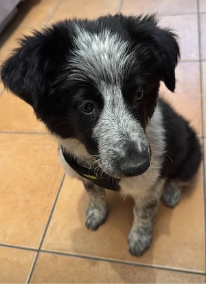 Border Collie welpe Akira sucht ihr für Immer zuhause 