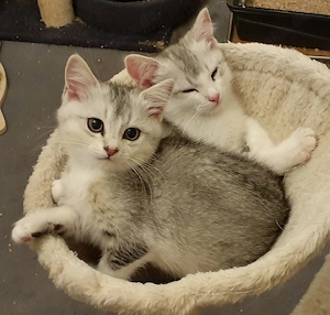BKH-Mix Kätzchen   Kitten
