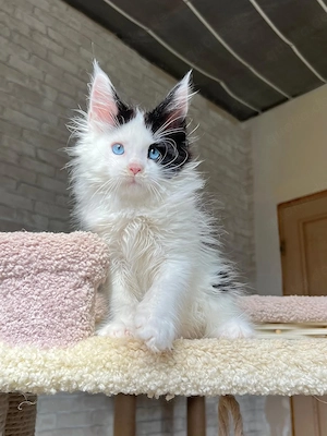 Reinrassige Maine-Coon-Kätzchen