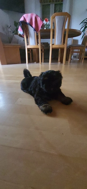 Shizupekinese