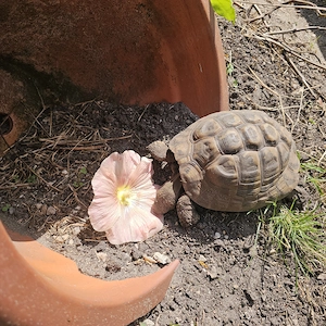 griechische Landschildkröte männlich von 2006