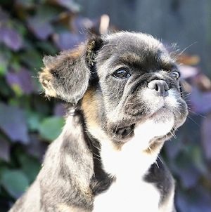 Maximus - Ein außergewöhnlicher Französischer Bulldoggenrüde sucht sein Für-immer-Zuhause