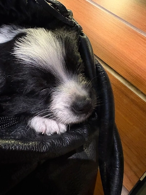 Shih tzu mix welpe 