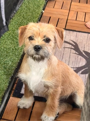 Dackel Shih Tzu Hündin 