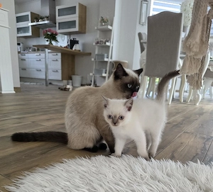 Bkh Kitten liebes süsses Mädchen 