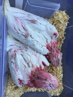 Handzahme Lutino Rosakakadu weisse Kakadu abzugeben.