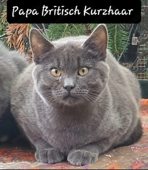 Norwegische Waldkatze Britisch Kurzhaar mix Bild 3