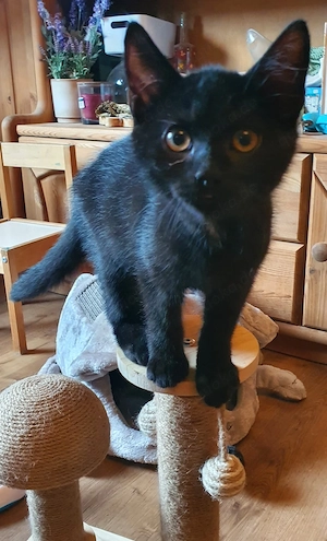 Norwegische Waldkatze Britisch Kurzhaar mix Bild 4