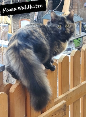 Norwegische Waldkatze Britisch Kurzhaar mix Bild 2
