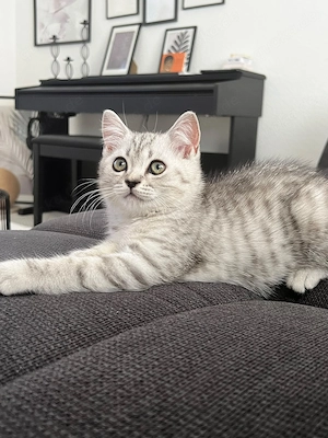 Britisch Kurzhaar Kitten 