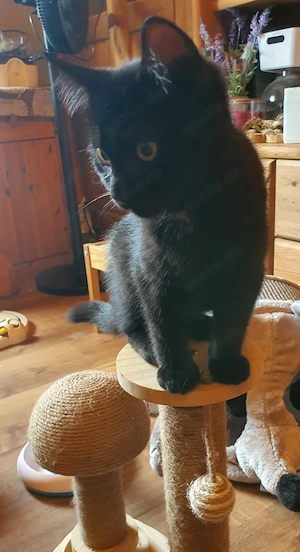 Norwegische Waldkatze Britisch Kurzhaar mix Bild 5