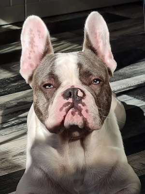 wir verkaufen unseren Hund 