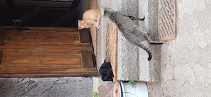 Junge Katzen abzugeben