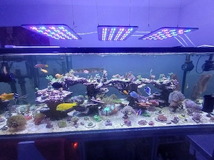 meerwasseraquarium 
