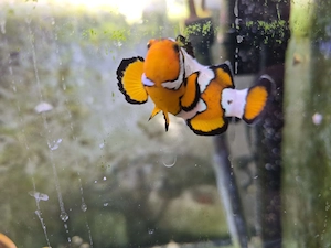 Clownfisch paar Weibchen mit schöner Zeichnung 