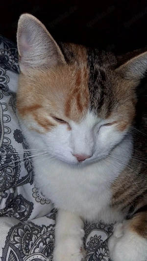 Katze zu verkaufen. 