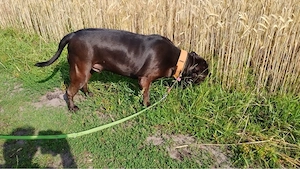 american bully xxl 