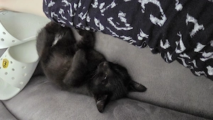     Liebevolle EKH-Katze sucht ein liebevolles Zuhause    