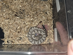 Hakennasennatter Axanthic Conda het snow 0.1
