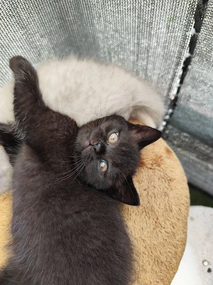 BKH-Kitten 