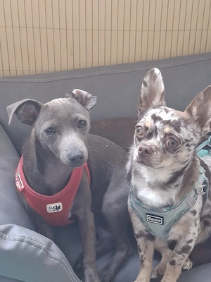 Dackel Chihuahua Mix Hündin