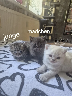 Bkh kitten