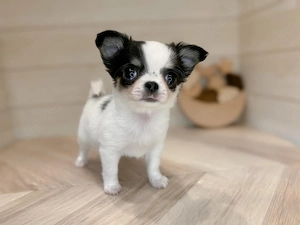Chihuahua-Welpe zur Adoption
