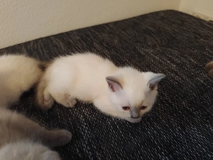 BKH Kitten 