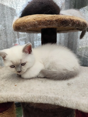 BKH Kitten Blue Point Mix Kater