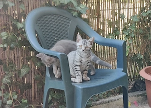 BKH Ekh Mix Kitten